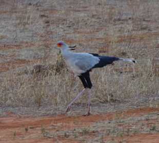 Sekretär-Vogel