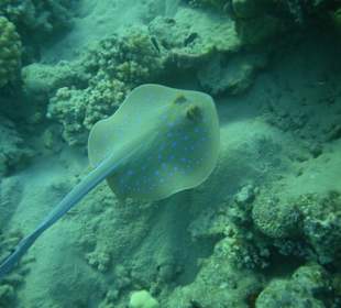 Hotel Prima Life Makadi Bay