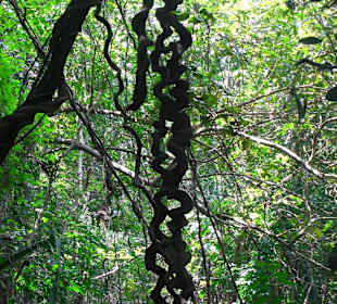 Schlingpflanze, die von einem Baum hängt