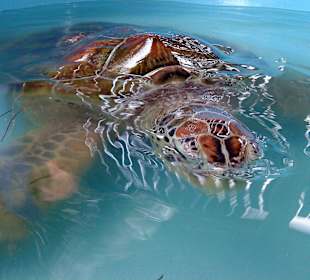 One of the adult sea turtles at our place