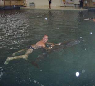 schwimmen mit Delfinen