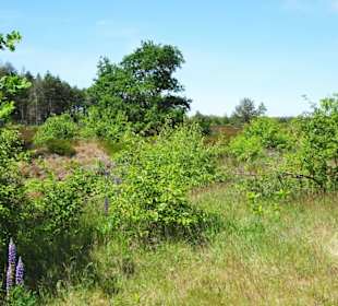 Impressionen aus den Cuxhavener Küstenheiden