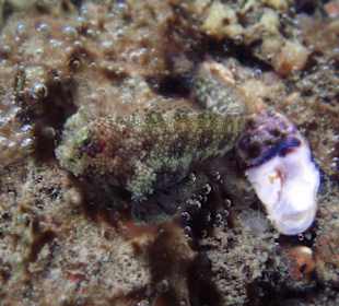 Fische am Hausriff Coral Cove Chalet