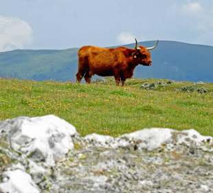 Schottisches Hochlandrind in der Nähe der Hütte