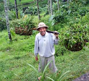 Reisterrassen Tegalalan (Zentral-Bali)