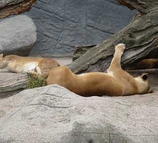 Faule Löwen dösen in der Sonne