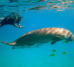 Dugong