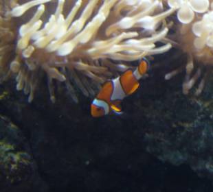 CretAquarium - Nemo...