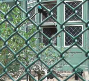 Voliére auf der Pfaueninsel