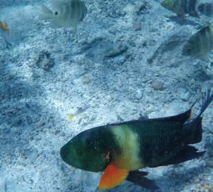 Besenschwanz papageifisch