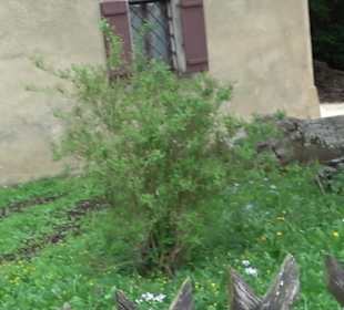 Schloß Fachsenfeld