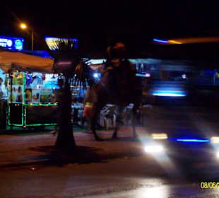 Kamelritt ist immer möglich