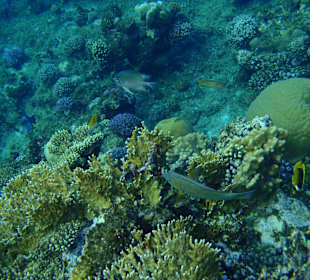 Korallen und viele Fische