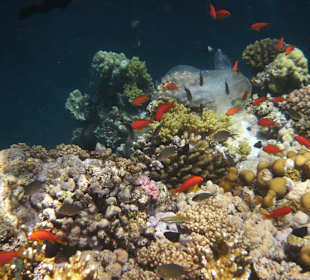 Korallengarten Gorgonia Beach