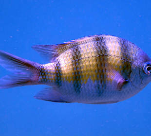 Fisch bei Mosquito Island