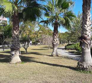 Palmen in verschiedener Größe