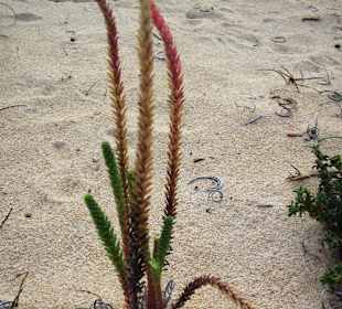 Pflanze im Dünensand
