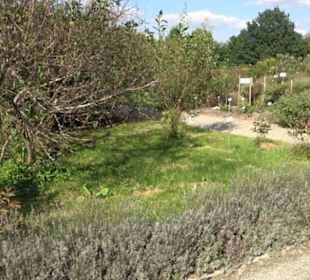 Botanischer Garten München