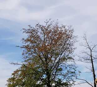 Der Baumbestand im Schloss