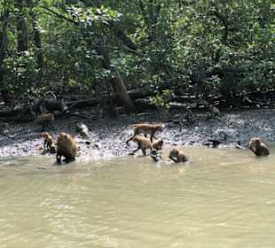 Affen füttern im Mangrovenwald