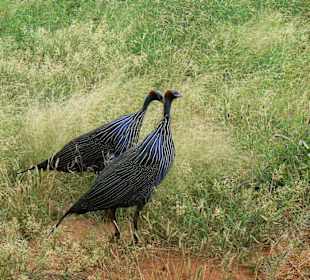 Geier-Perlhühner im Tsavo Ost