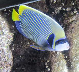Beispiel fisch im Aquarium Gouves