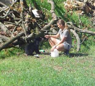 der berühmte Brillenbär