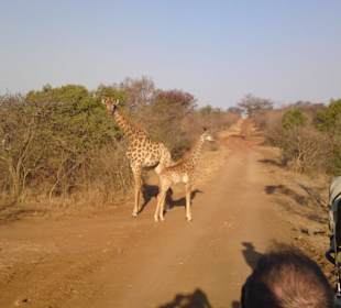 Safari tour