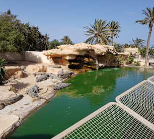 Krokodilfarm Animalia