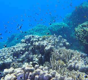 Außenriff Panorama