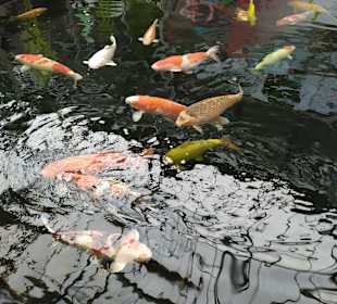 Pflanzen-Kölle Gartencenter