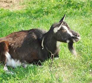 Zwierzęta w zagrodach