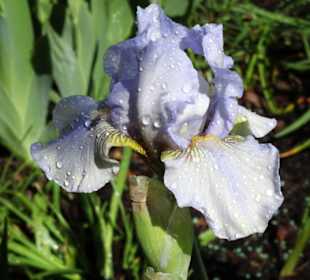 Spaziergang durch den Berggarten Hannover