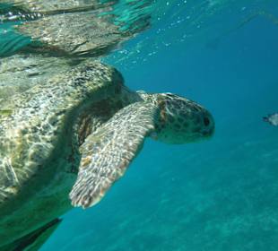 Schildi Marsa Mubarak