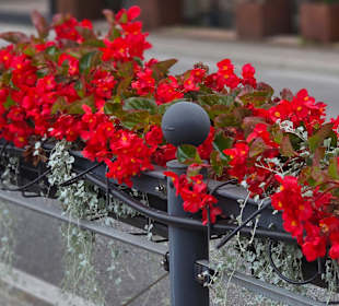 Schöne Blumen am Hafengelände