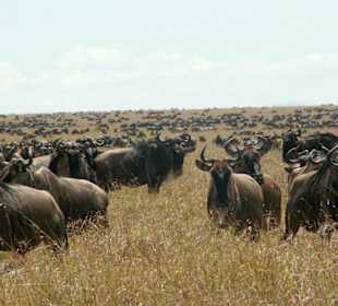 Migration in der Masai Mara