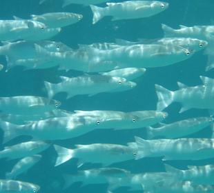 Schnorcheln Marsa Alam