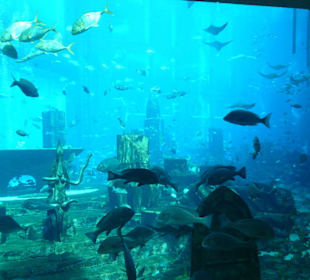 Blick auf das Aquarium im Hotel Atlantis The Palm