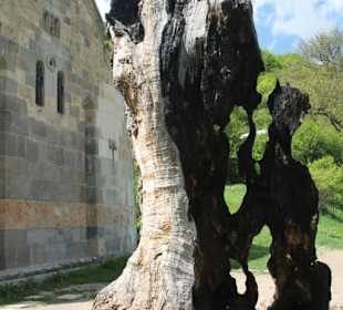 Haghartsin Kloster - Wunschbaum