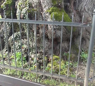 Ergat Dorfplatz Mittelzell