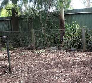 Stadtrundgang Sydney