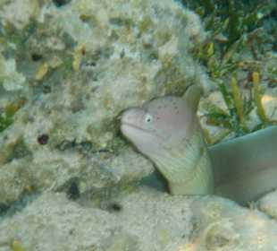 Kleine Muräne in der Badewanne
