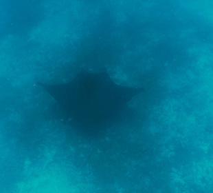 Manta