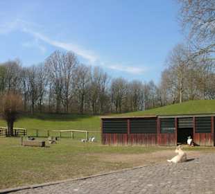 Streichelzoo im Frreizeitpark
