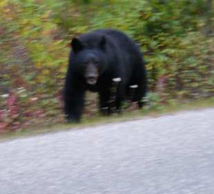 Auf dem Weg zum Maligne Lake