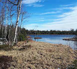 Hochmoor Kaltenbronn