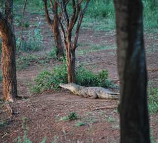 Krokodil im River Lodge NP