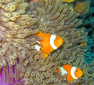 Clownfische am Richelieu Rock