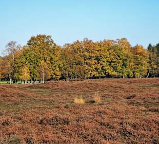 Herbststimmung am Pestruper Gräberfeld