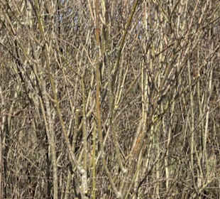 Wildrosenlehrpfad